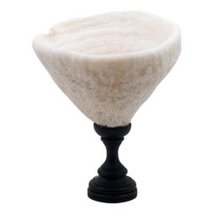 Urn Coral Mounted Urn Coral Mounted