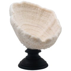 Urn Coral Mounted Urn Coral Mounted