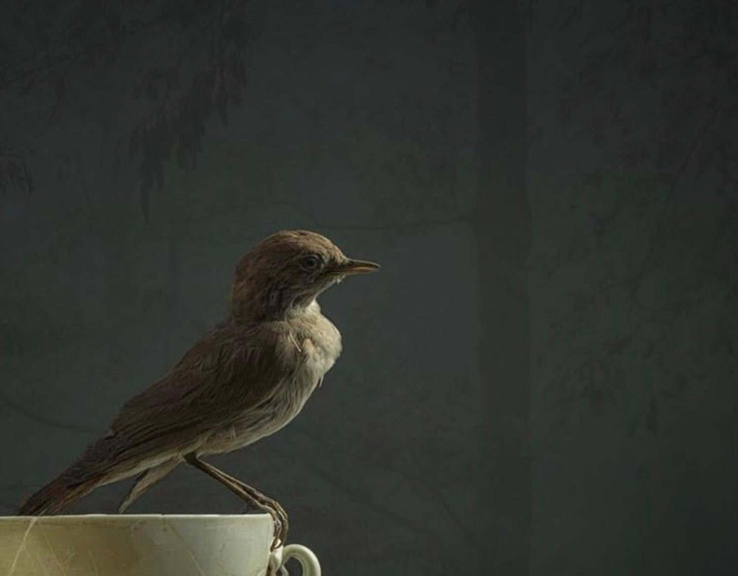 ''A Cup of Tea'' Dutch Contemporary Still Life of a Sparrow on a Tea Cup - Photograph by Ursula van de Bunte