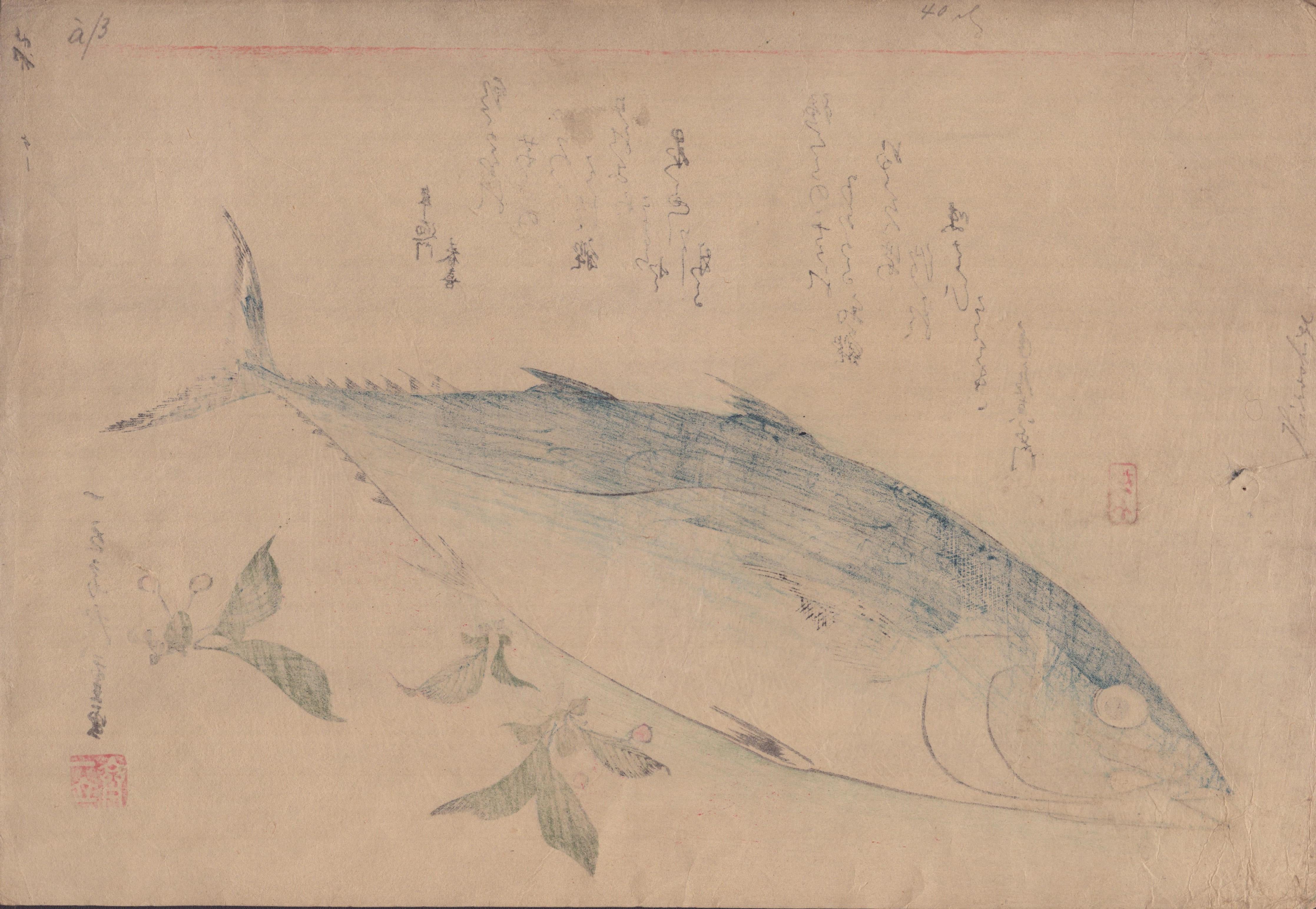 Utagawa Hiroshige (1797–1858) 

Bonito and Saxifrage (魚尽くし 鰹), from a series known as Large Fish 

Size: Oban, 38 * 26.3 cm

Edo period 

A pinhole on the left, otherwise excellent impression and colour 