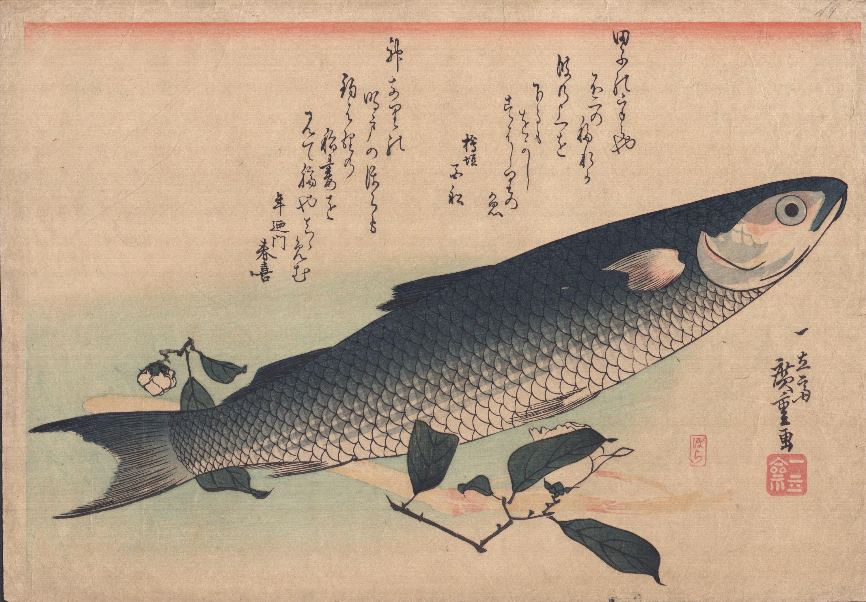 Utagawa Hiroshige (1797 - 1858)

Meeräsche, Spargel und Kamelie (魚尽くし ぼら、うど、椿),  aus einer Serie mit dem Namen Large Fish 

Größe: Oban, 38 * 26,5 cm 

Edo-Periode

Ausgezeichneter Druck und Farbe