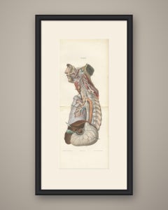 Vagus and Sympathetic Nerves of the Trunk, Hirschfeld Double Folding Plate, 1866