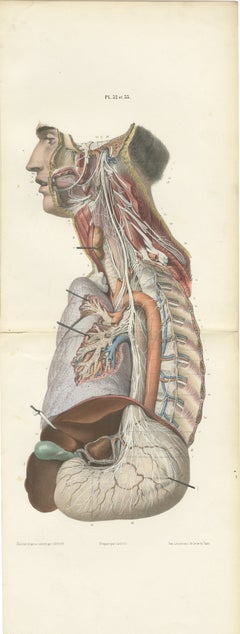 Vagus and Sympathetic Nerves of the Trunk, Hirschfeld Double Folding Plate, 1866