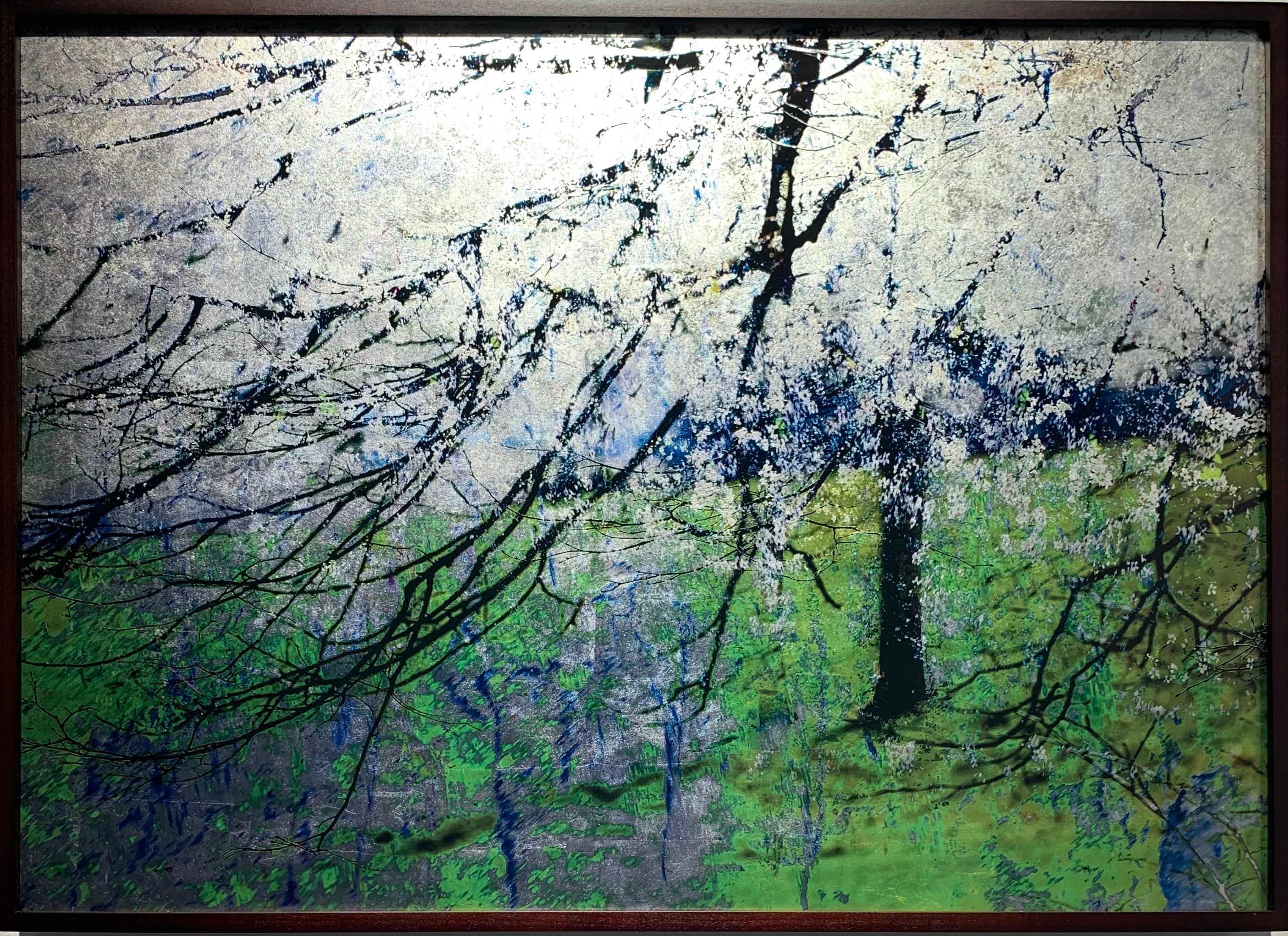 Valda Bailey Color Photograph - Blossom Blizzard, Stanmer Park, Sussex; Spring landscape with Gold leaf