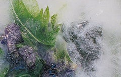 Willowherb. 2004, photography, 81x51 cm