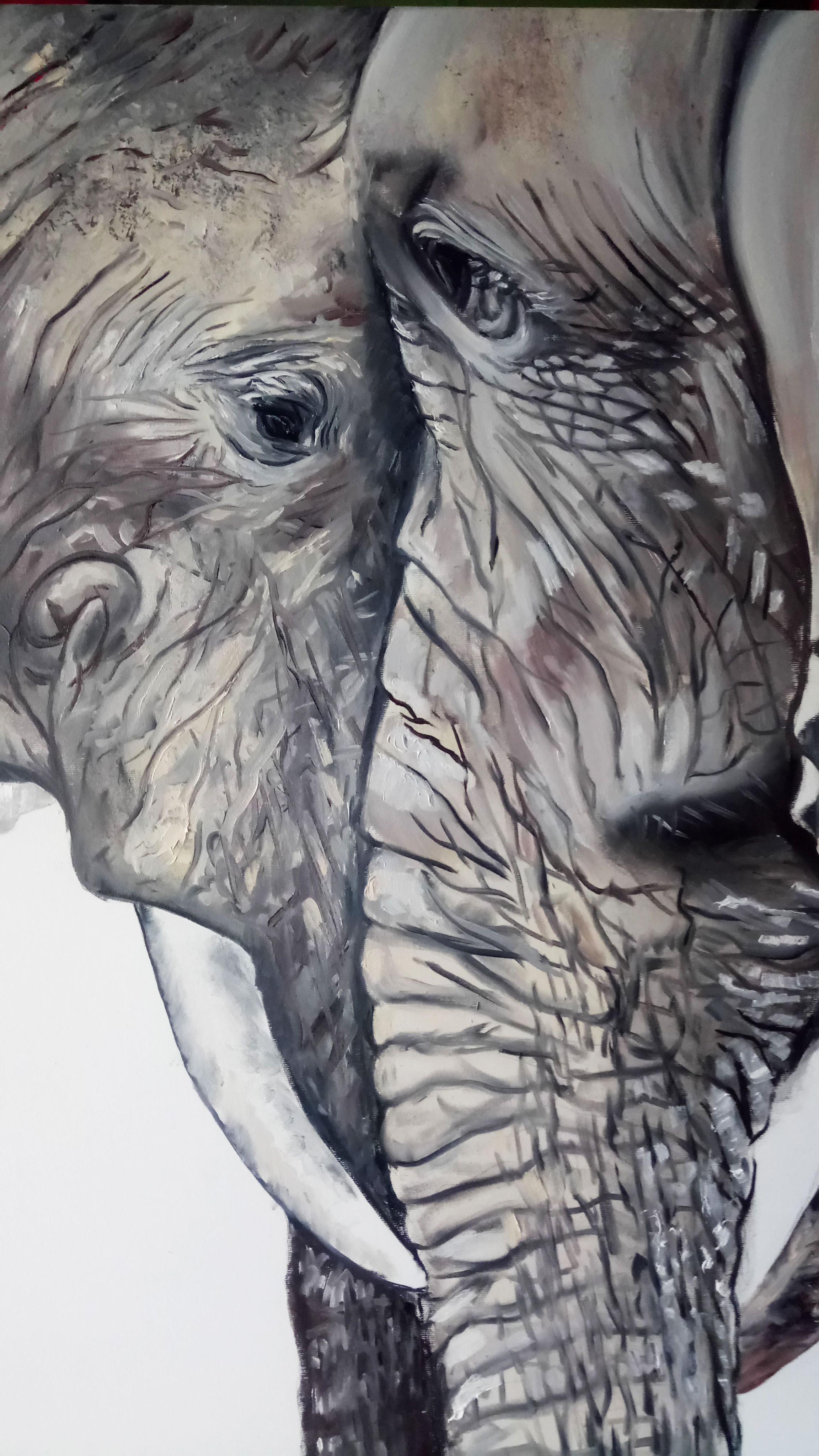 Una pareja de elefantes abrazándose. Matrimonio fuerte, amor, sentimientos, fidelidad, confianza. Tales manifestaciones de amor conyugal, que a veces pueden verse en el mundo animal, son impresionantes.  En los retratos en primer plano de elefantes,