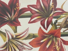 Vintage Van Houtte Botanical Amaryllis Chromolithograph Gold Frame