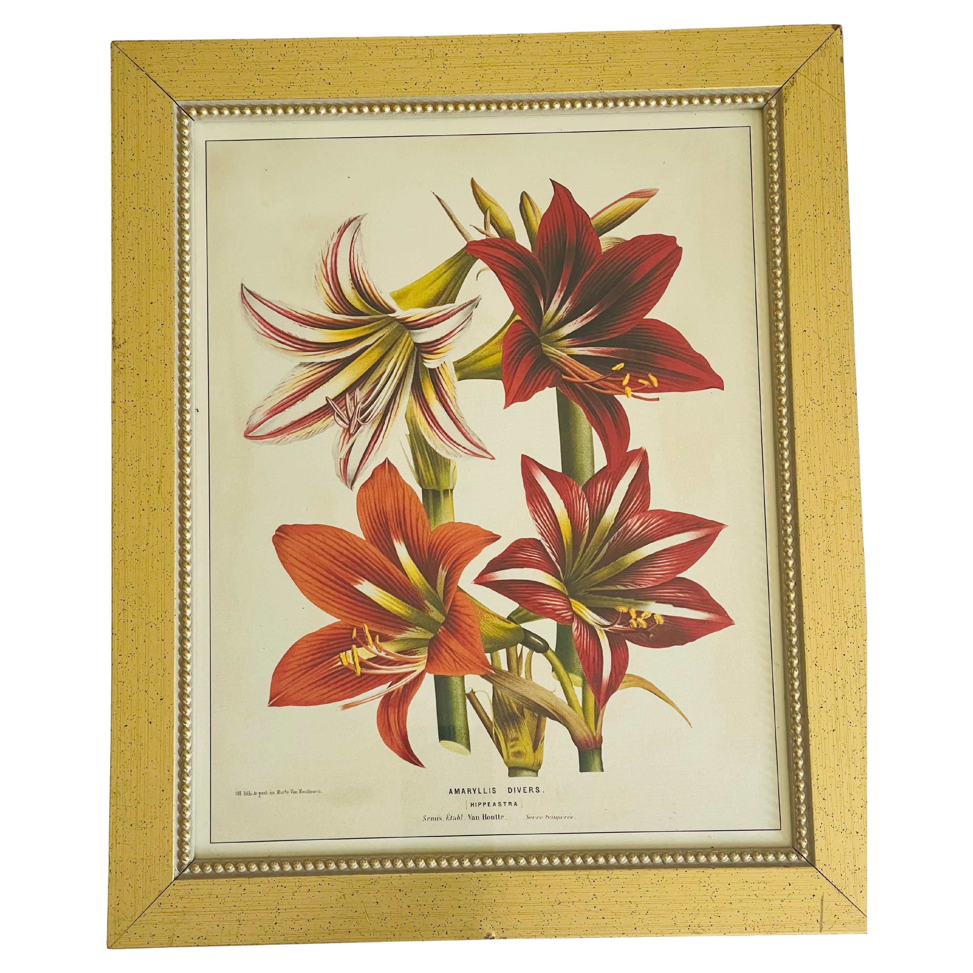 Van Houtte Botanical Amaryllis Chromolithographie encadrée