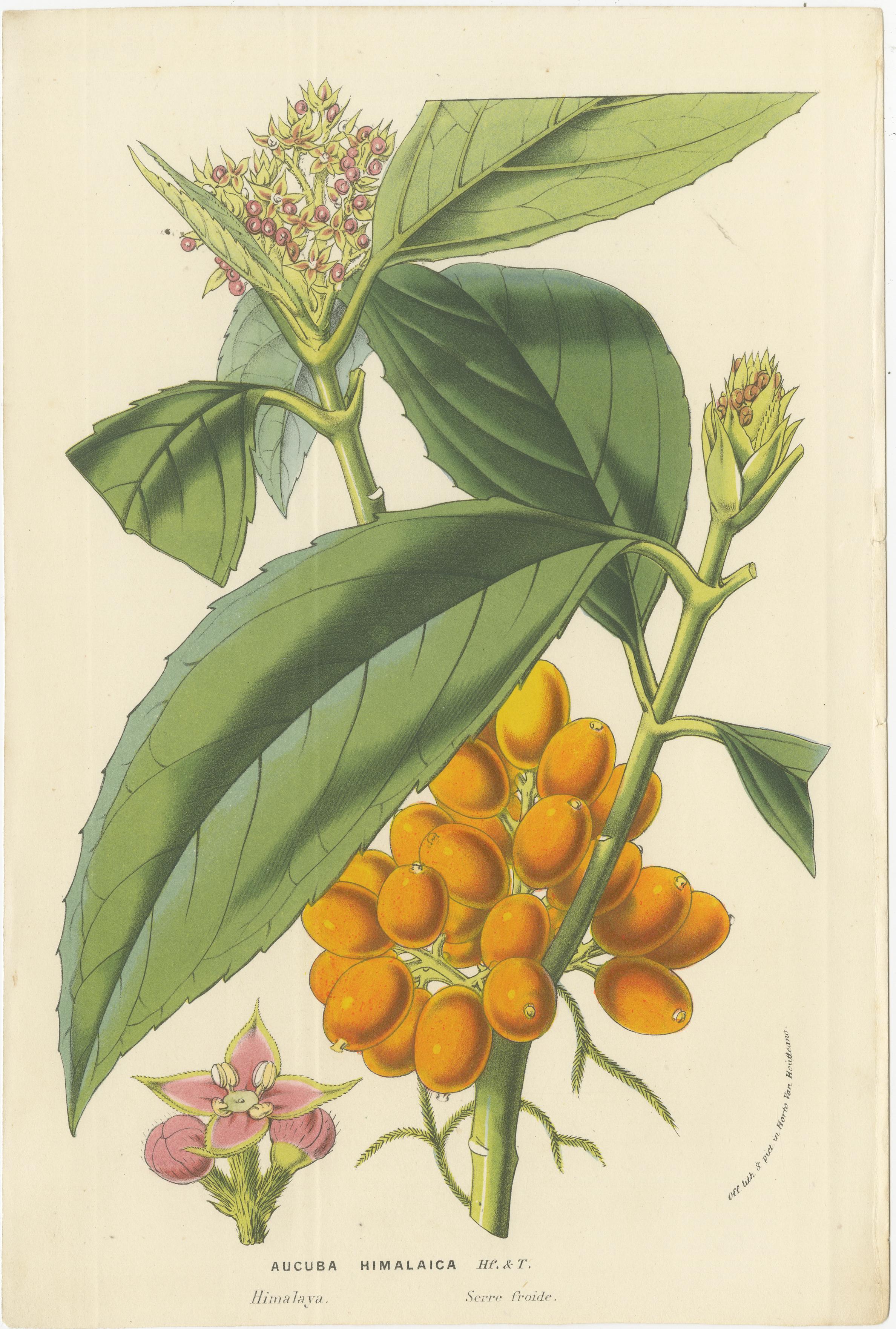 Exotic Flora Trio: Himalayan Aucuba, Japanese Lantern Plant & Brazilian Acanthus

The maker Louis Van Houtte was a highly influential figure in 19th-century horticulture, not only as a nurseryman but also as a publisher of some of the period's most