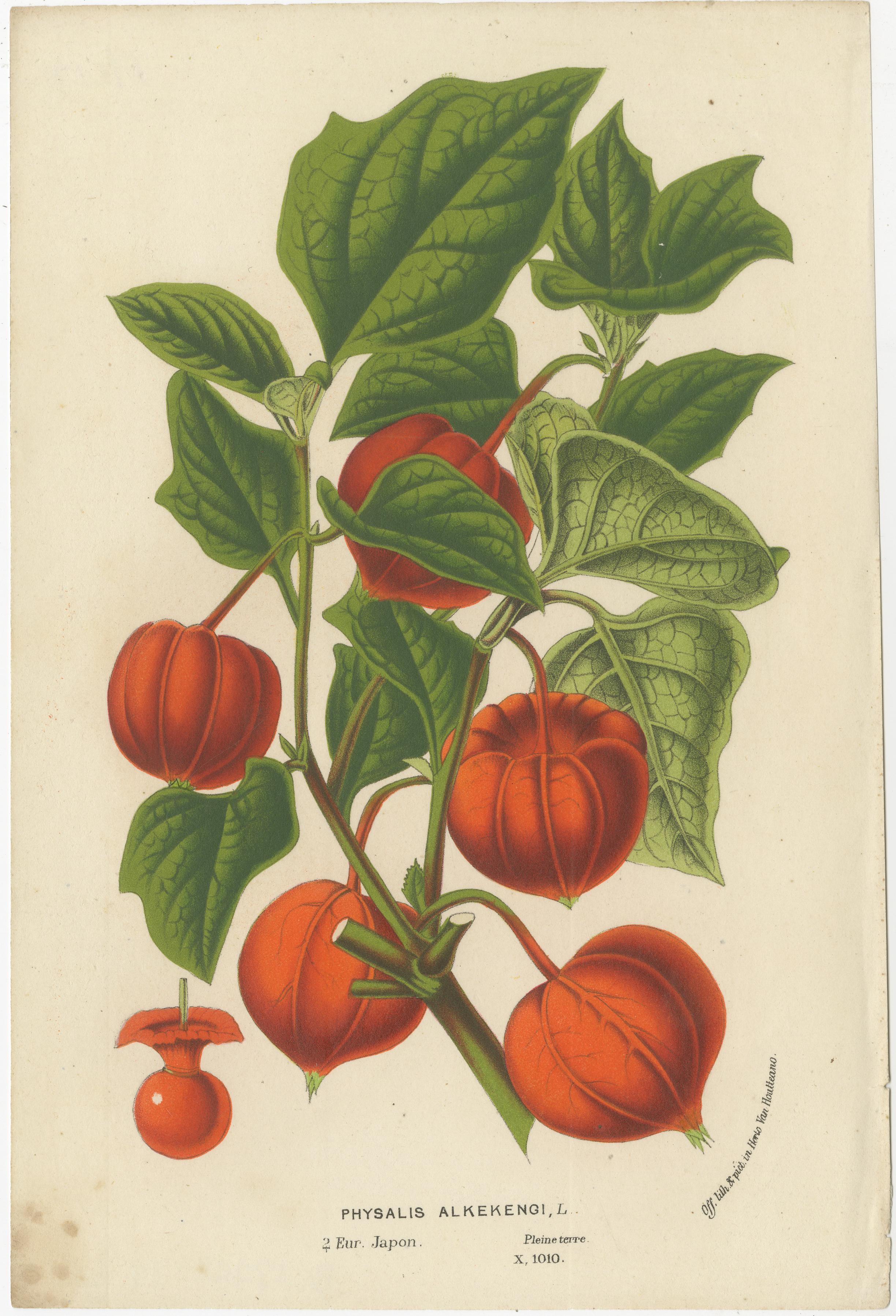 Van Houtte's Botanical Elegance: A Trio of Exotic Flora, Published in circa 1875 In Good Condition For Sale In Langweer, NL