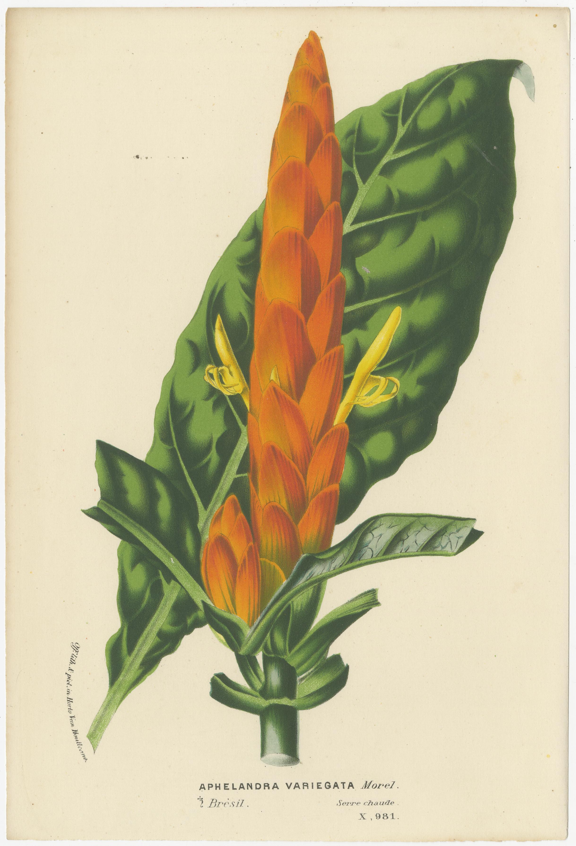 Late 19th Century Van Houtte's Botanical Elegance: A Trio of Exotic Flora, Published in circa 1875 For Sale