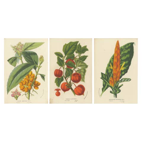 Van Houtte's Botanical Elegance: A Trio of Exotic Flora, Published in circa 1875