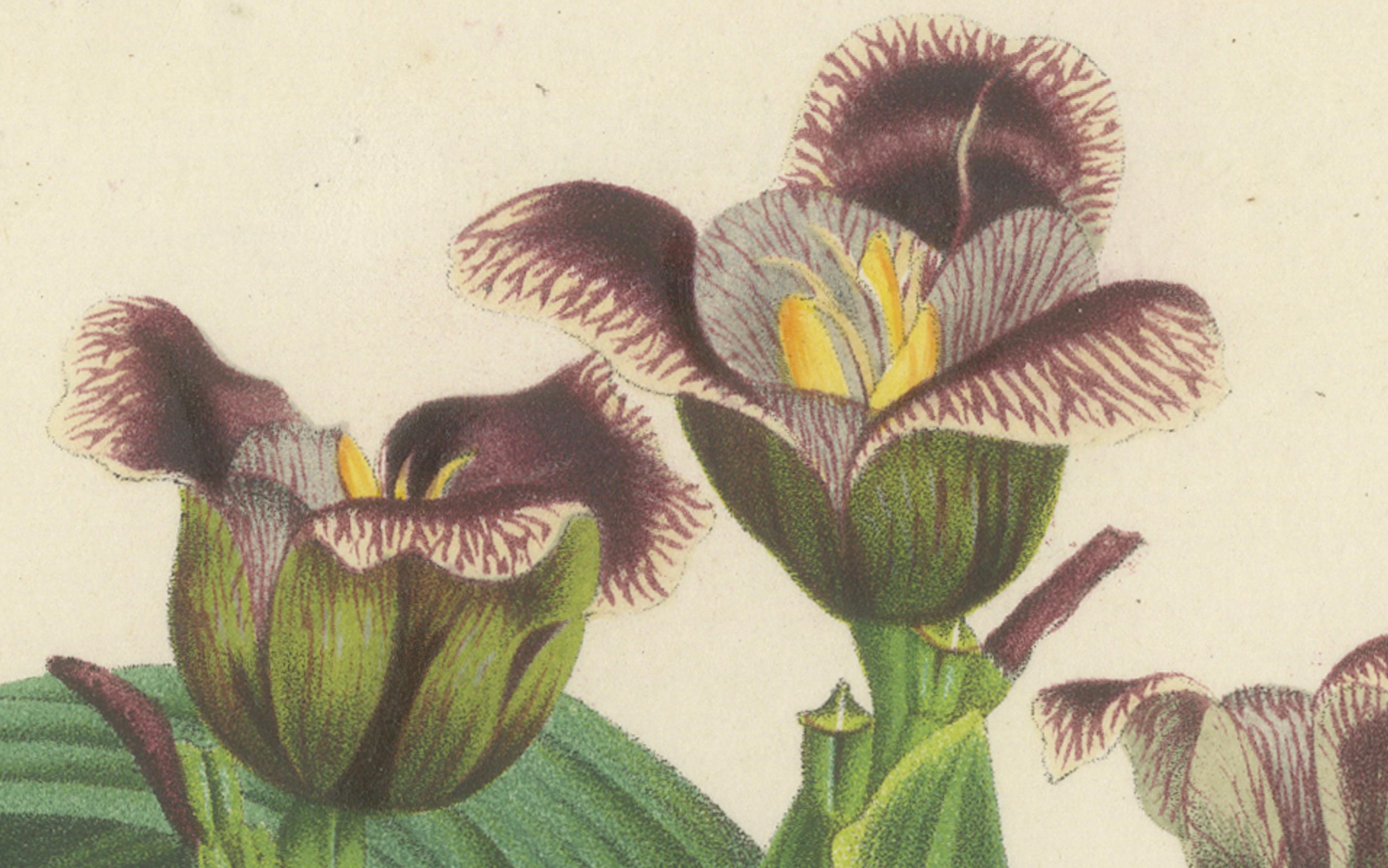 Van Houtte's Tigridia Botanical-Illustration von Louis van Houtte, 19. Jahrhundert

Diese Illustration zeigt *Tigridia van Houttei*, allgemein bekannt als Van Houtte's Tigridia, eine Pflanze, die für ihre einzigartigen, auffälligen Blüten bekannt