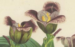 Van Houtte's Tigridia Botanical Illustration by Louis van Houtte, 19th Century