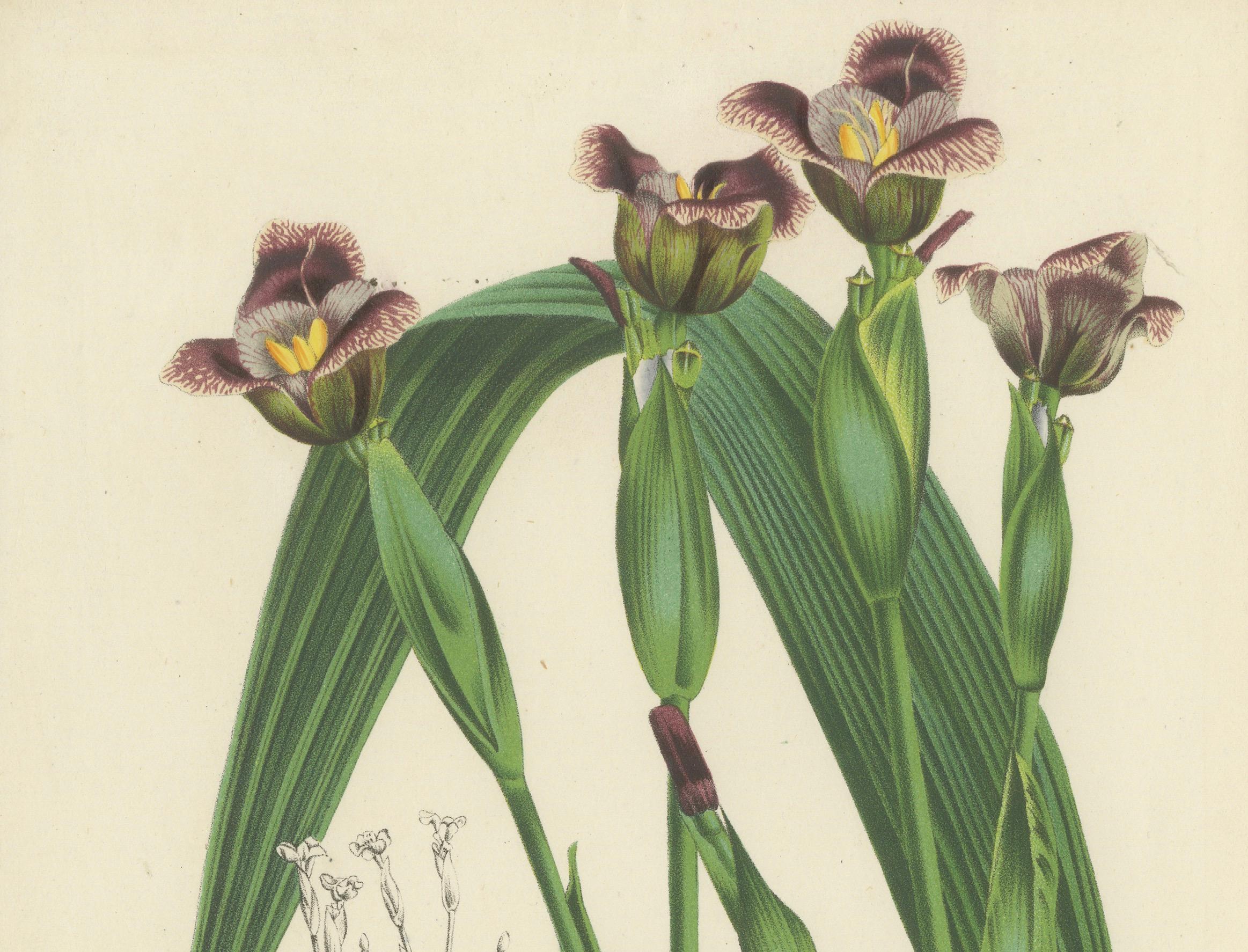 Van Houtte's Tigridia Botanical-Illustration von Louis van Houtte, 19. Jahrhundert im Zustand „Gut“ im Angebot in Langweer, NL