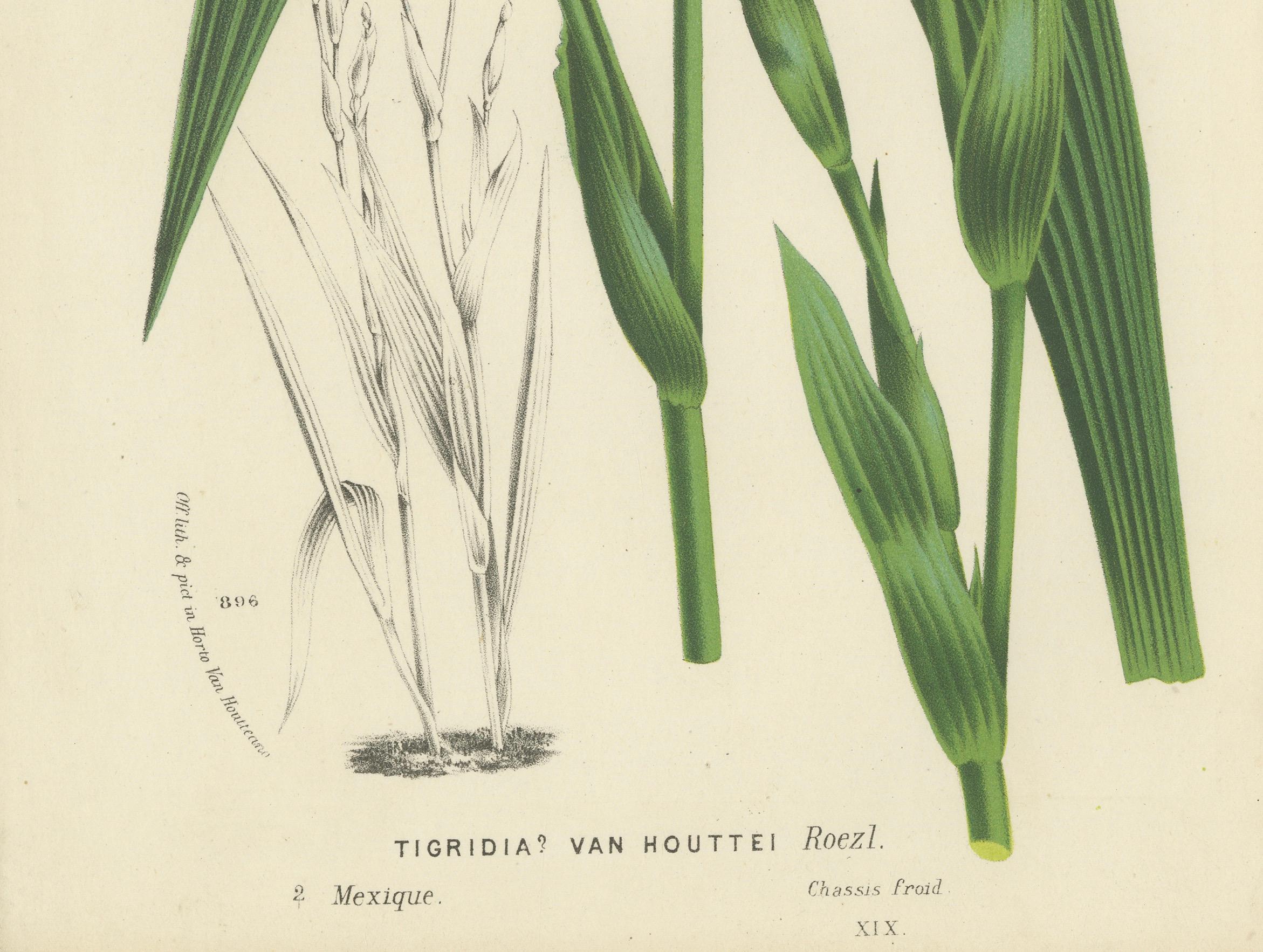Van Houtte's Tigridia Botanical-Illustration von Louis van Houtte, 19. Jahrhundert (Mittleres 19. Jahrhundert) im Angebot