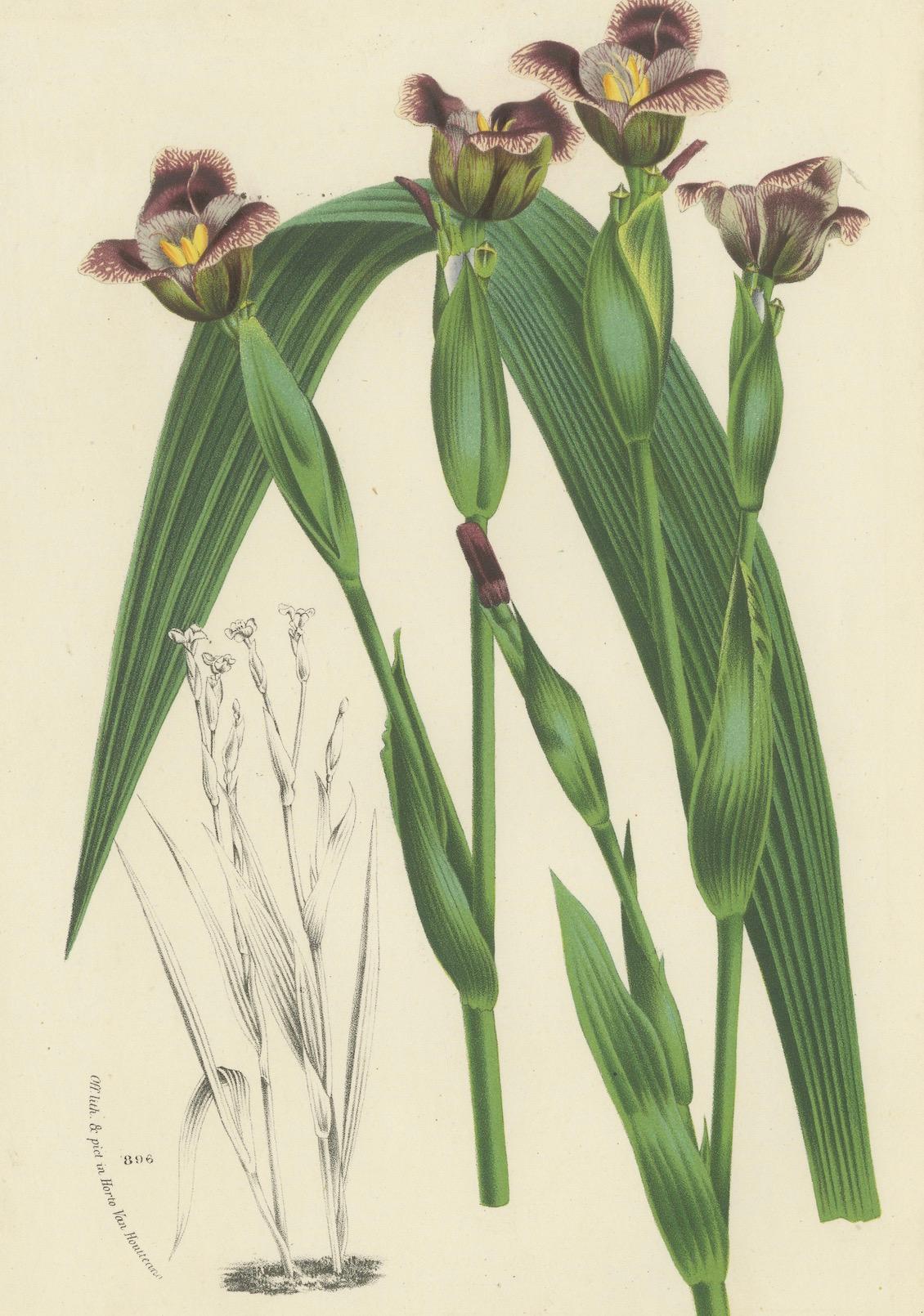 Van Houtte's Tigridia Botanical-Illustration von Louis van Houtte, 19. Jahrhundert (Papier) im Angebot