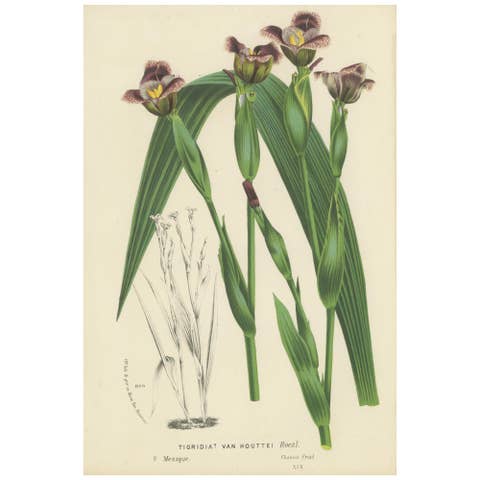 Van Houtte's Tigridia Botanical Illustration by Louis van Houtte, 19th Century