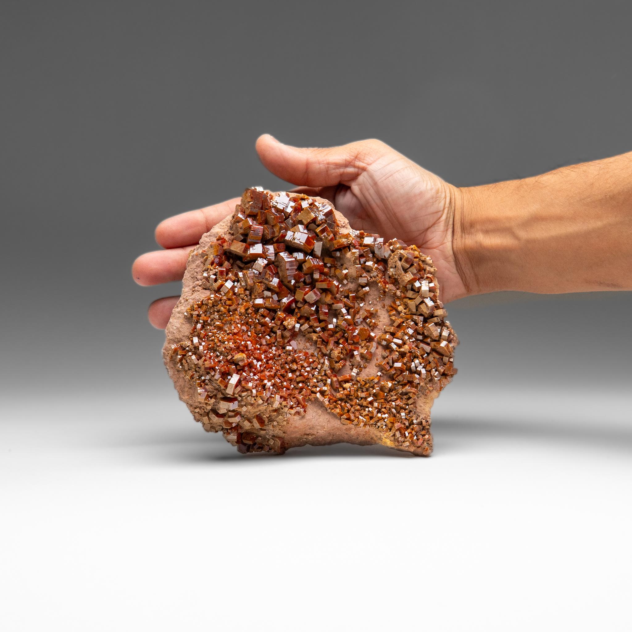 XXI secolo e contemporaneo Vanadinite Crystal Cluster on Matrix - From Mibladen, Atlas Mountains, Morocco in vendita