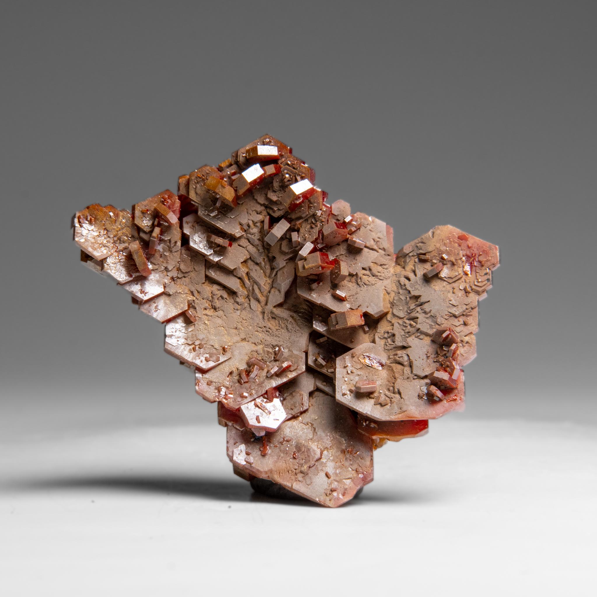 Amas de cristaux de vanadinite (Croissance Hopp�ée Parallèle) du Maroc (65.3 grammes) Neuf - En vente à New York, NY
