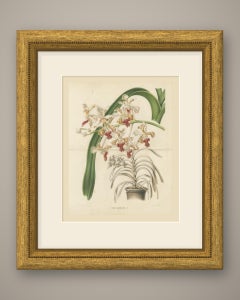 Vanda Suaveolens Orchid in a Pot, Chromolithograph Plate I, 1859