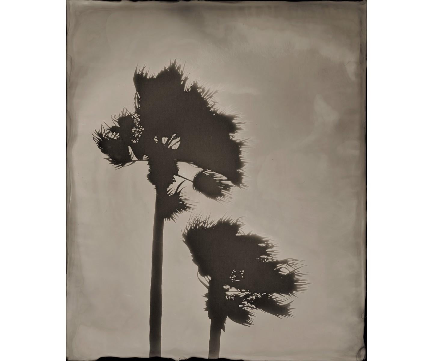 Vanessa Marsh Black and White Photograph - Palm Springs 1
