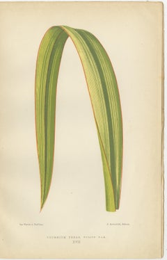 Variegated Elegance: A Collection of 19th Century Botanical Prints