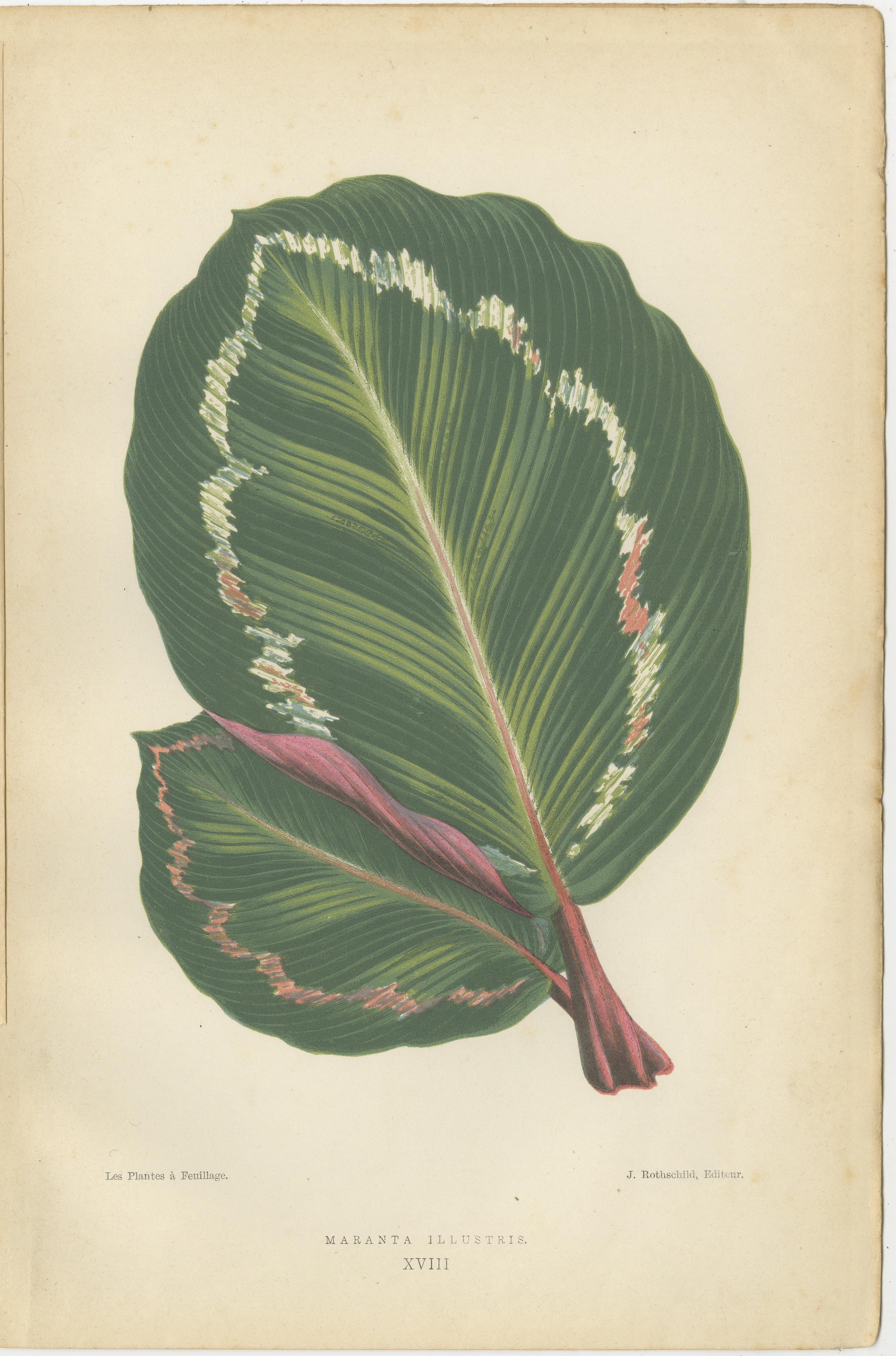 Variegated Elegance: A Collection of 19th Century Botanical Prints In Good Condition For Sale In Langweer, NL