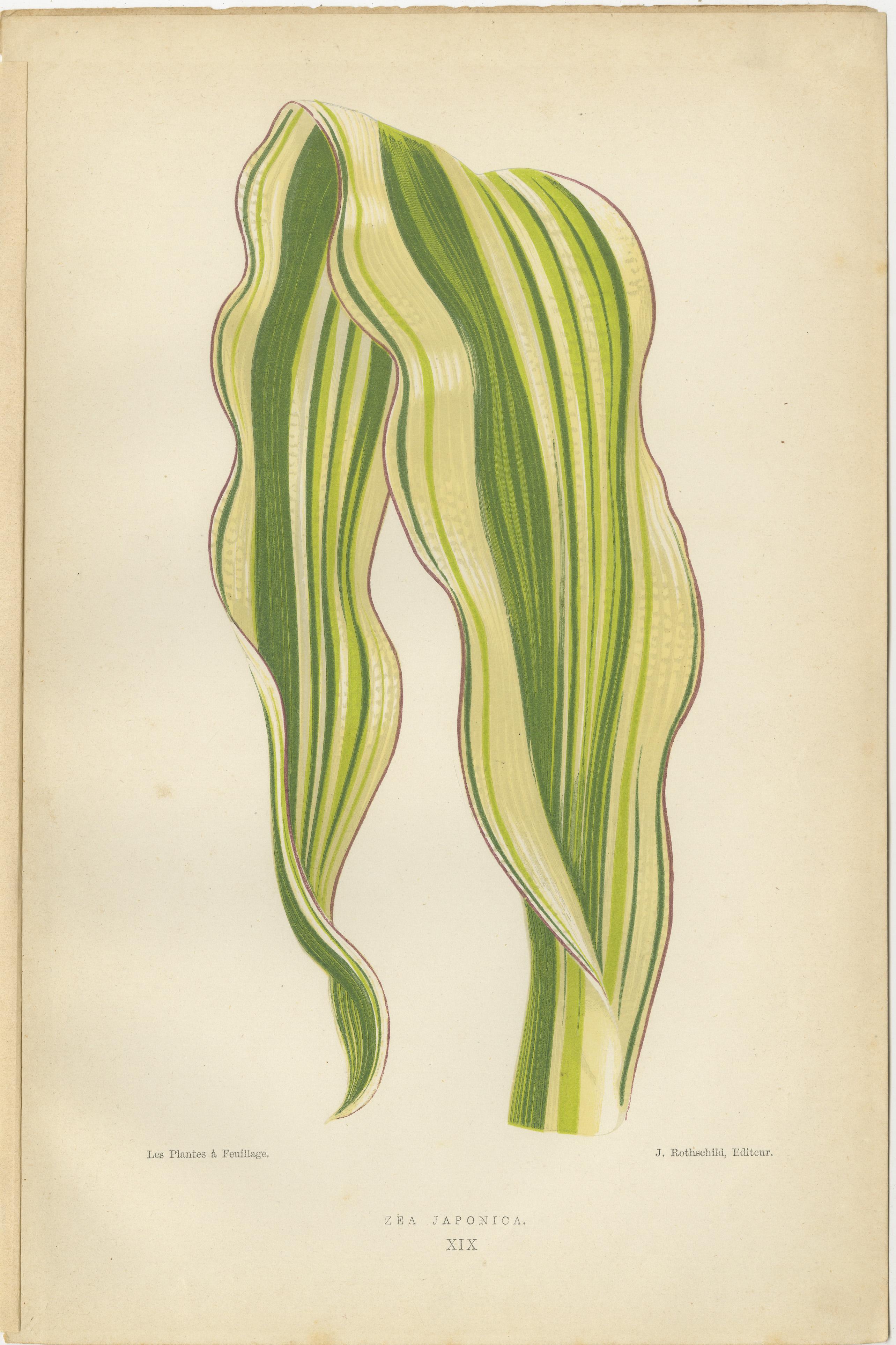 Late 19th Century Variegated Elegance: A Collection of 19th Century Botanical Prints For Sale