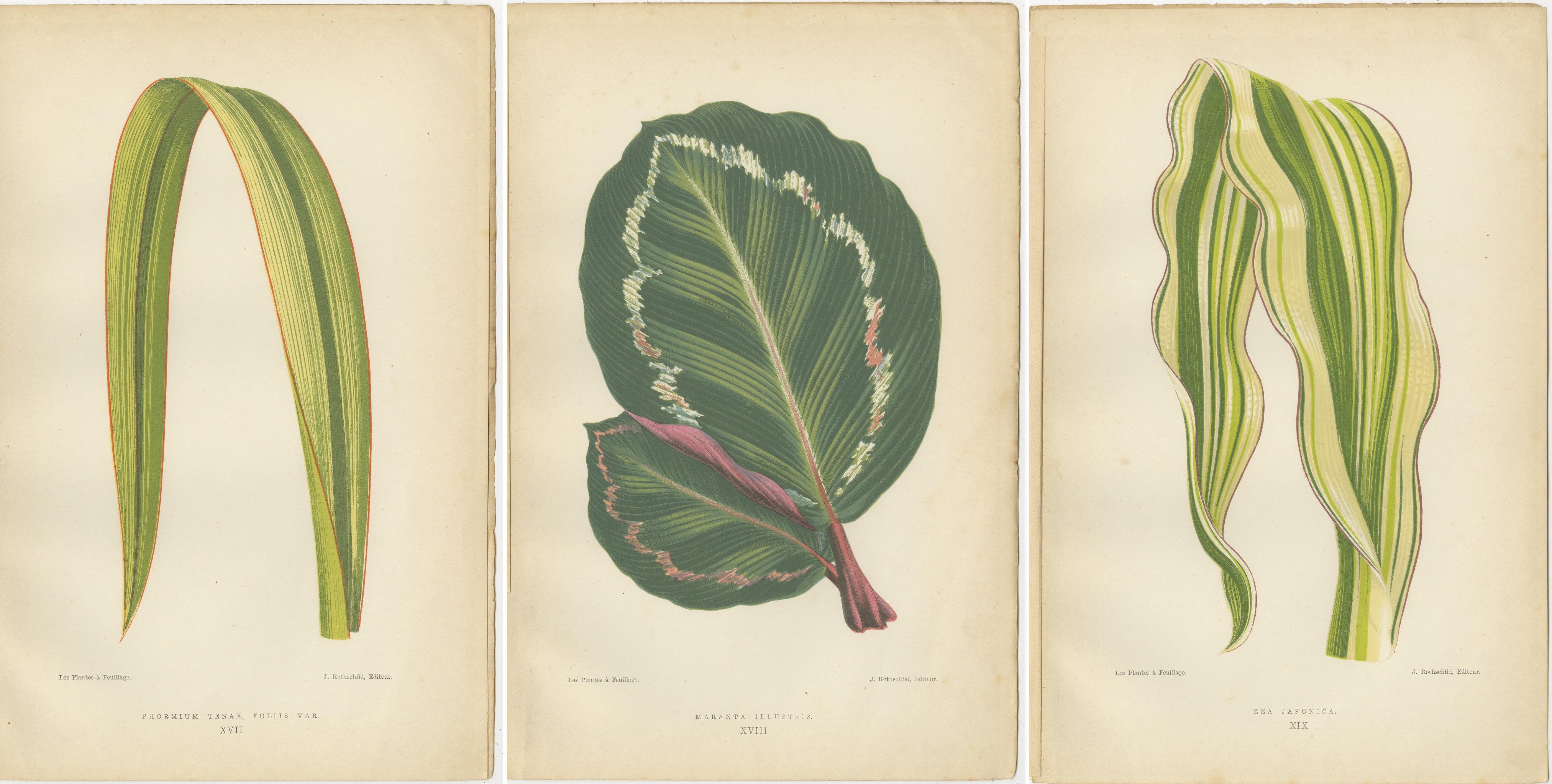 Paper Variegated Elegance: A Collection of 19th Century Botanical Prints For Sale