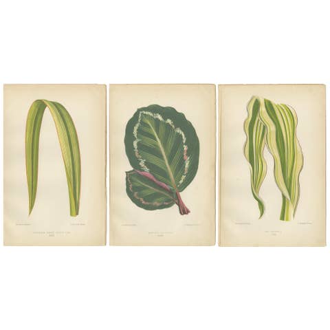 Variegated Elegance: A Collection of 19th Century Botanical Prints