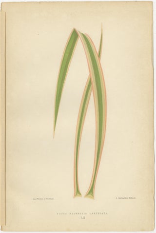 Variegated Elegance: A Study of Patterned Botanicals, Published in 1880, view 2
