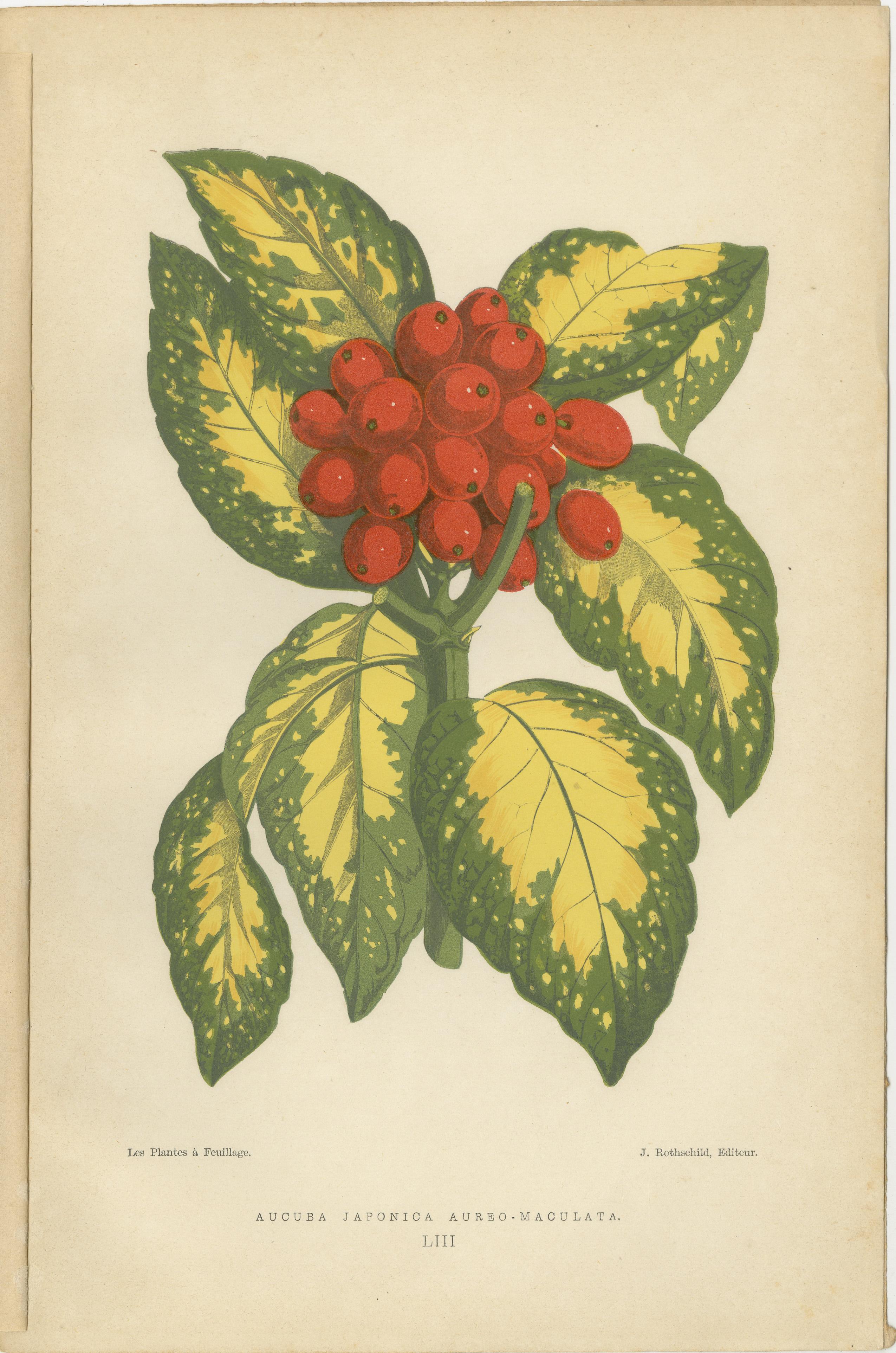 Variegated Elegance: A Study of Patterned Botanicals, Published in 1880 In Good Condition For Sale In Langweer, NL