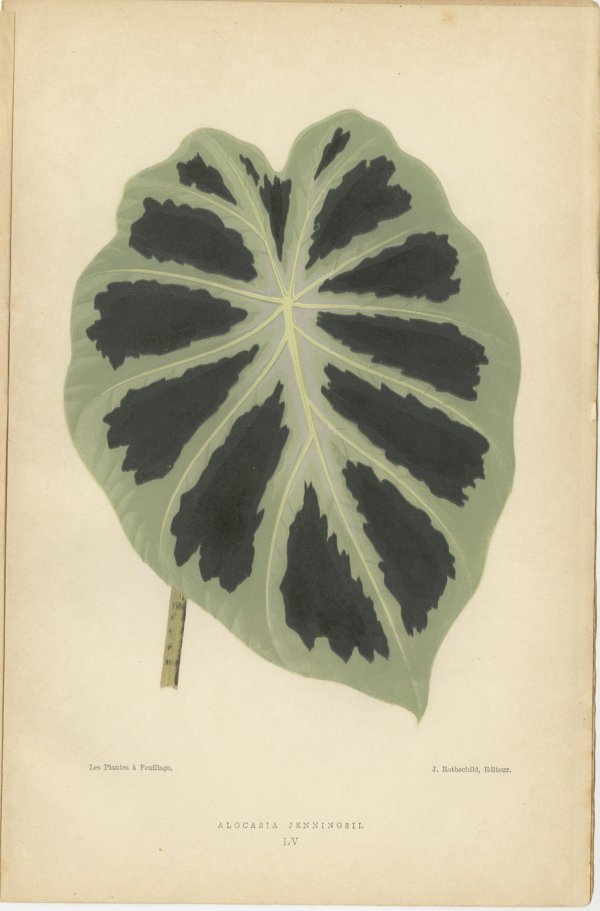 Late 19th Century Variegated Elegance: A Study of Patterned Botanicals, Published in 1880 For Sale