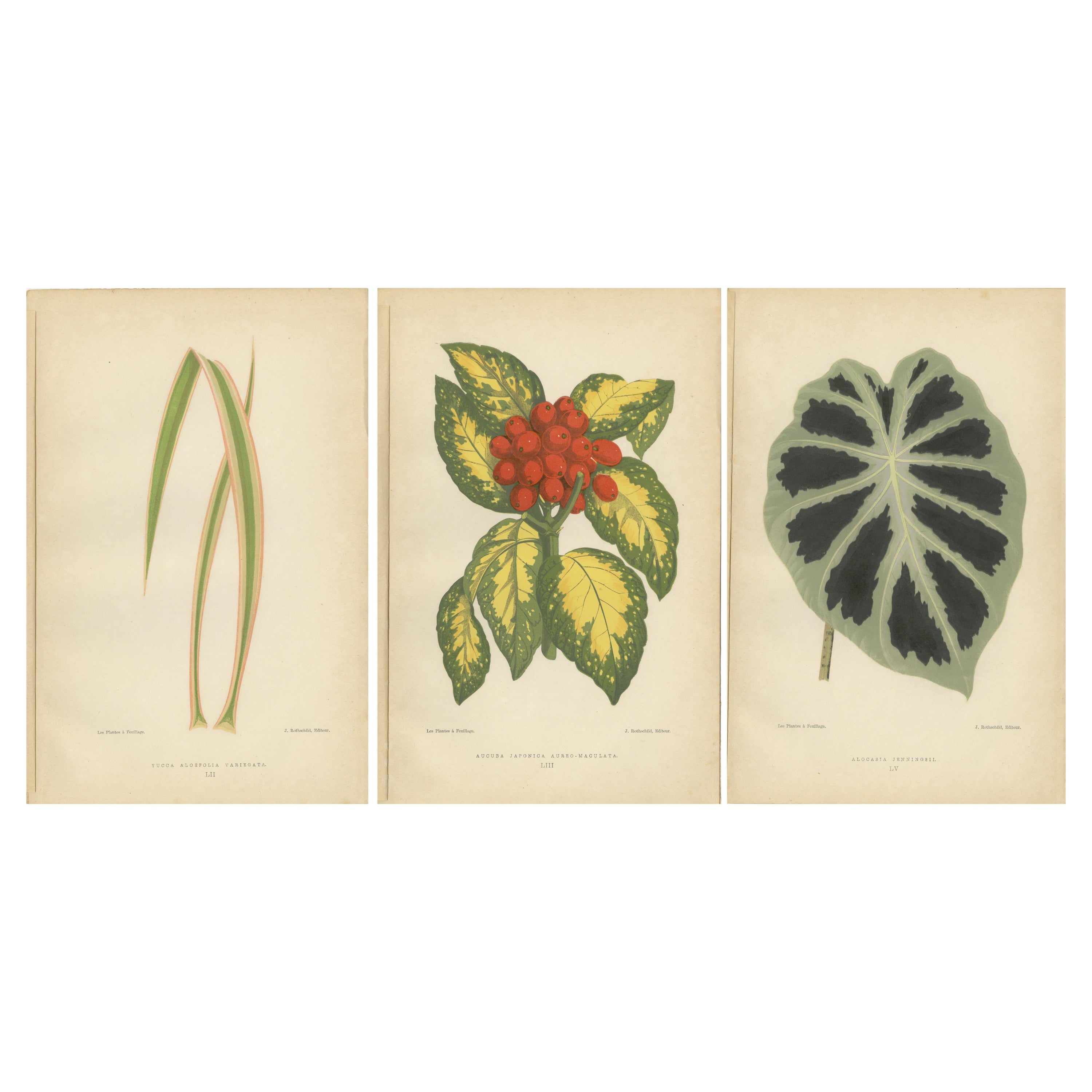 Elegancia abigarrada: Un estudio de botánicos estampados, publicado en 1880