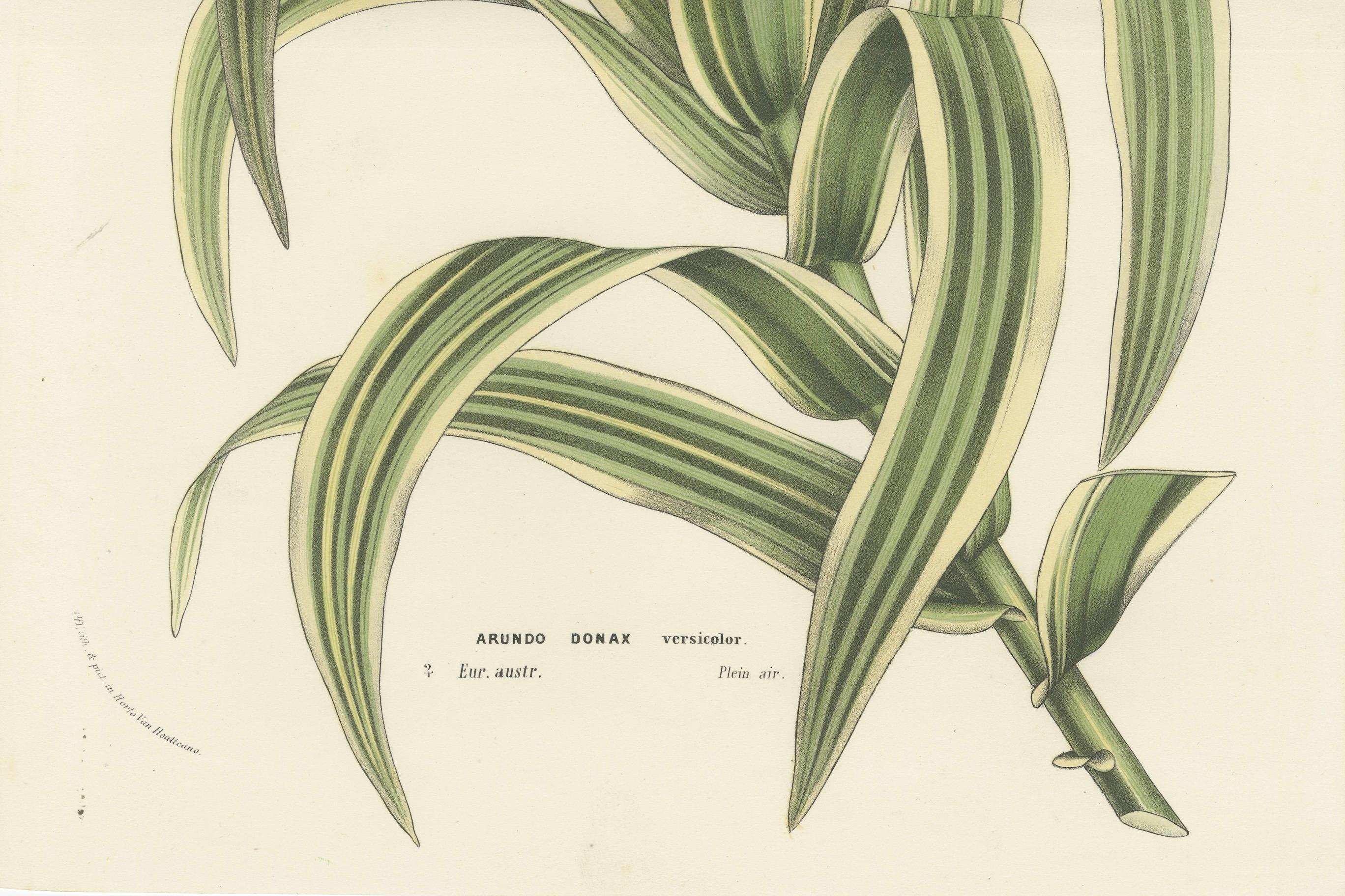 Diese Lithografie zeigt *Arundo donax versicolor*, im Englischen gemeinhin als Variegated Giant Reed bekannt. Es stammt aus *Flore des Serres et des Jardins de l'Europe* von Louis van Houtte, veröffentlicht zwischen 1854 und 1855.

Das Variegated