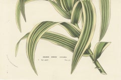 Variegated Giant Reed: Hand-Colored Lithograph by Louis van Houtte, 1855
