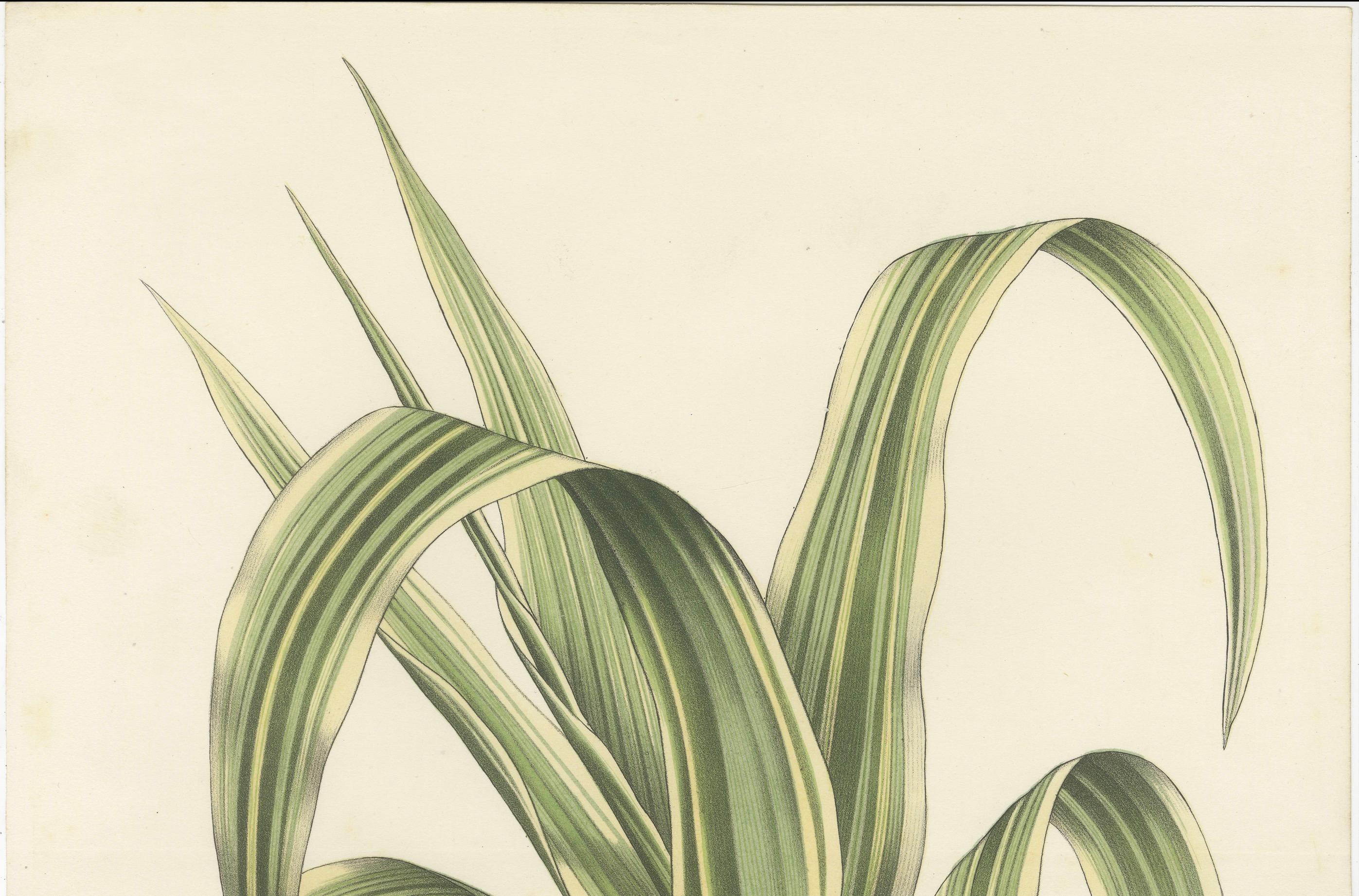 Variegated Giant Reed: Handkolorierte Lithographie von Louis van Houtte, 1855 im Zustand „Gut“ im Angebot in Langweer, NL