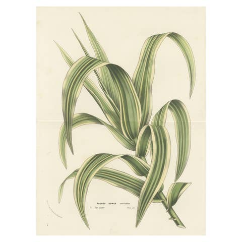 Variegated Giant Reed: Hand-Colored Lithograph by Louis van Houtte, 1855