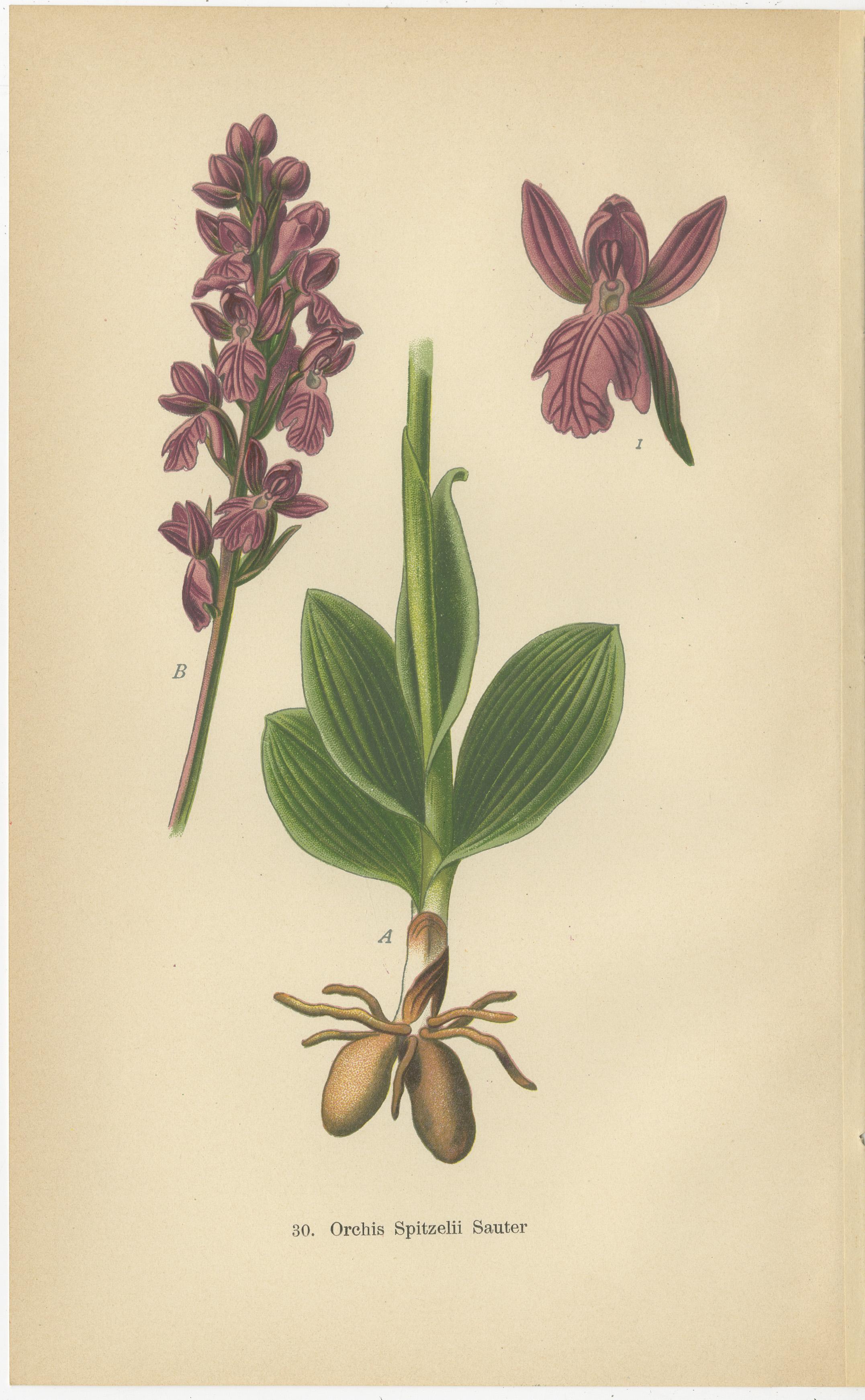 A trio of orchid illustrations, each radiating the elegance and complexity of these botanical specimens as captured in the early 20th century. 

The first image, 