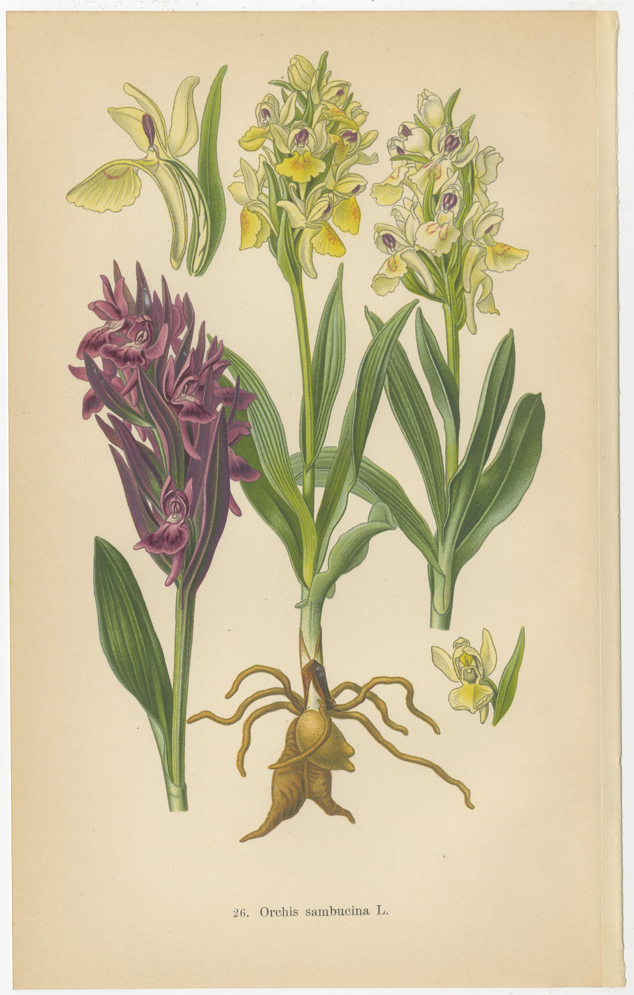 Early 20th Century Varieties of Elegance: Portraits of Orchids in 1904 Botanical Study For Sale