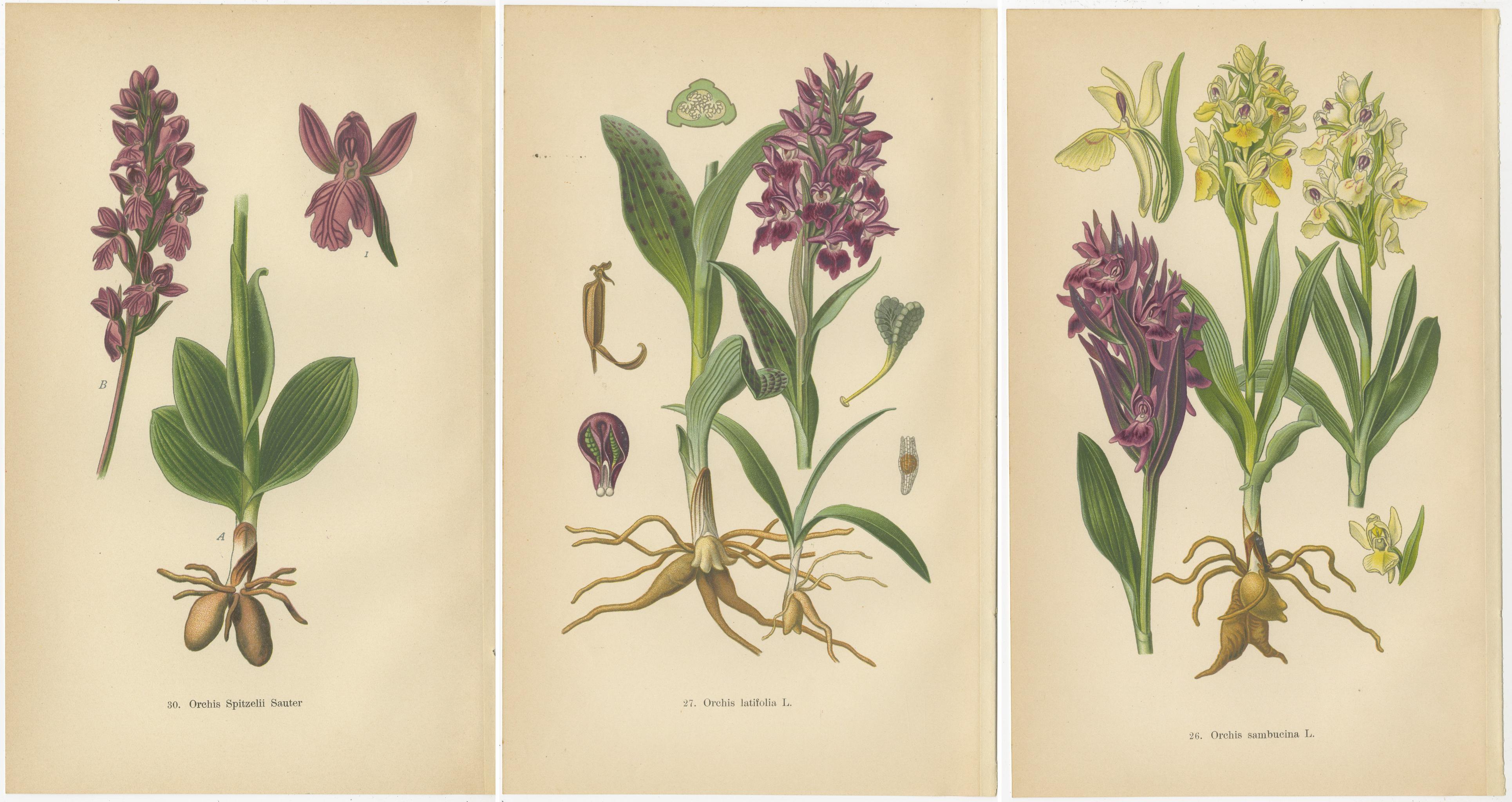 Paper Varieties of Elegance: Portraits of Orchids in 1904 Botanical Study For Sale
