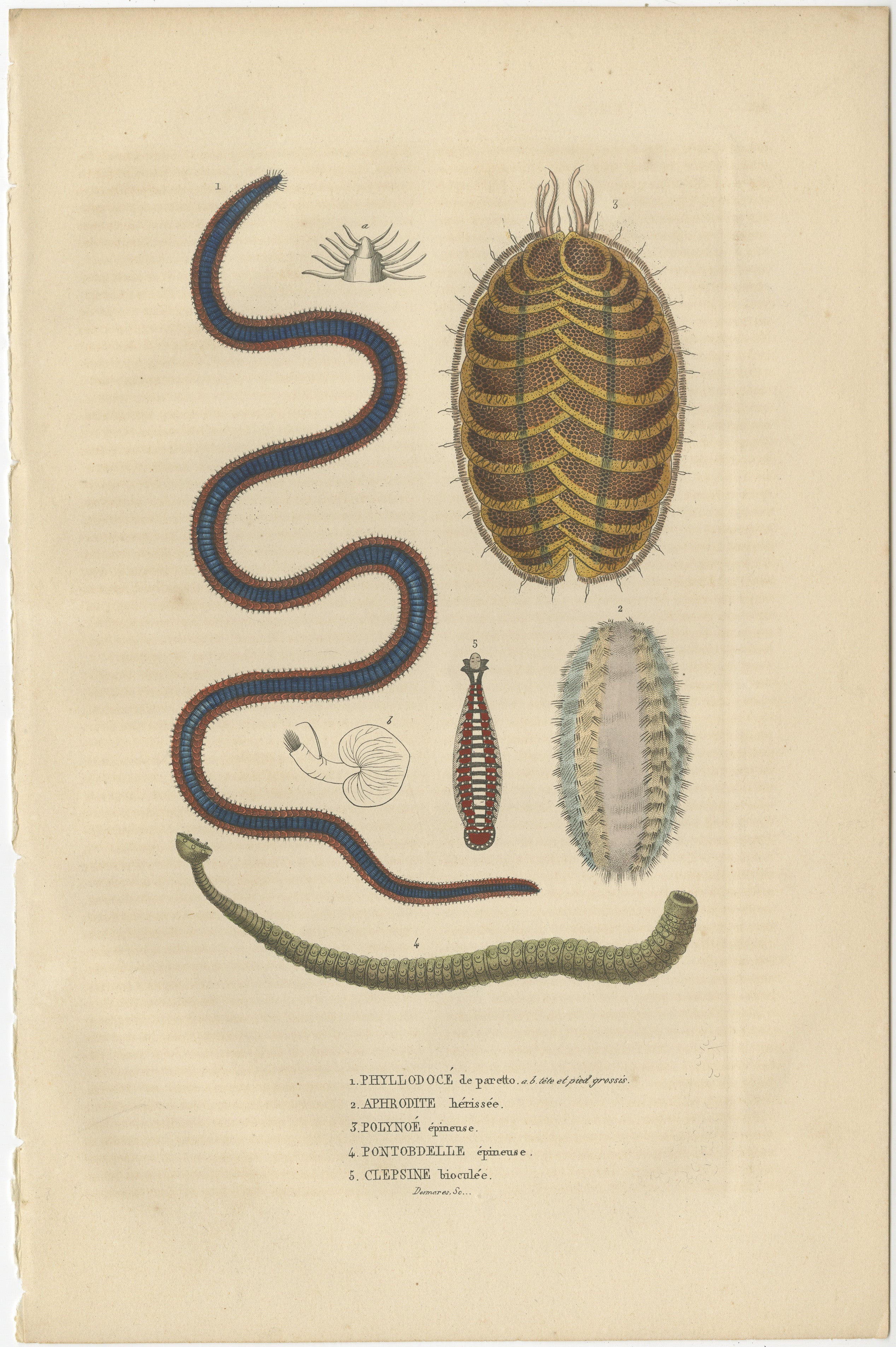 This original antique engraving depicts a variety of marine invertebrates:

1. **Phyllococte de part et d'autre épineux** - This might refer to a type of marine worm or possibly a sea cucumber with protruding spines for defense.

2. **Aperoïte