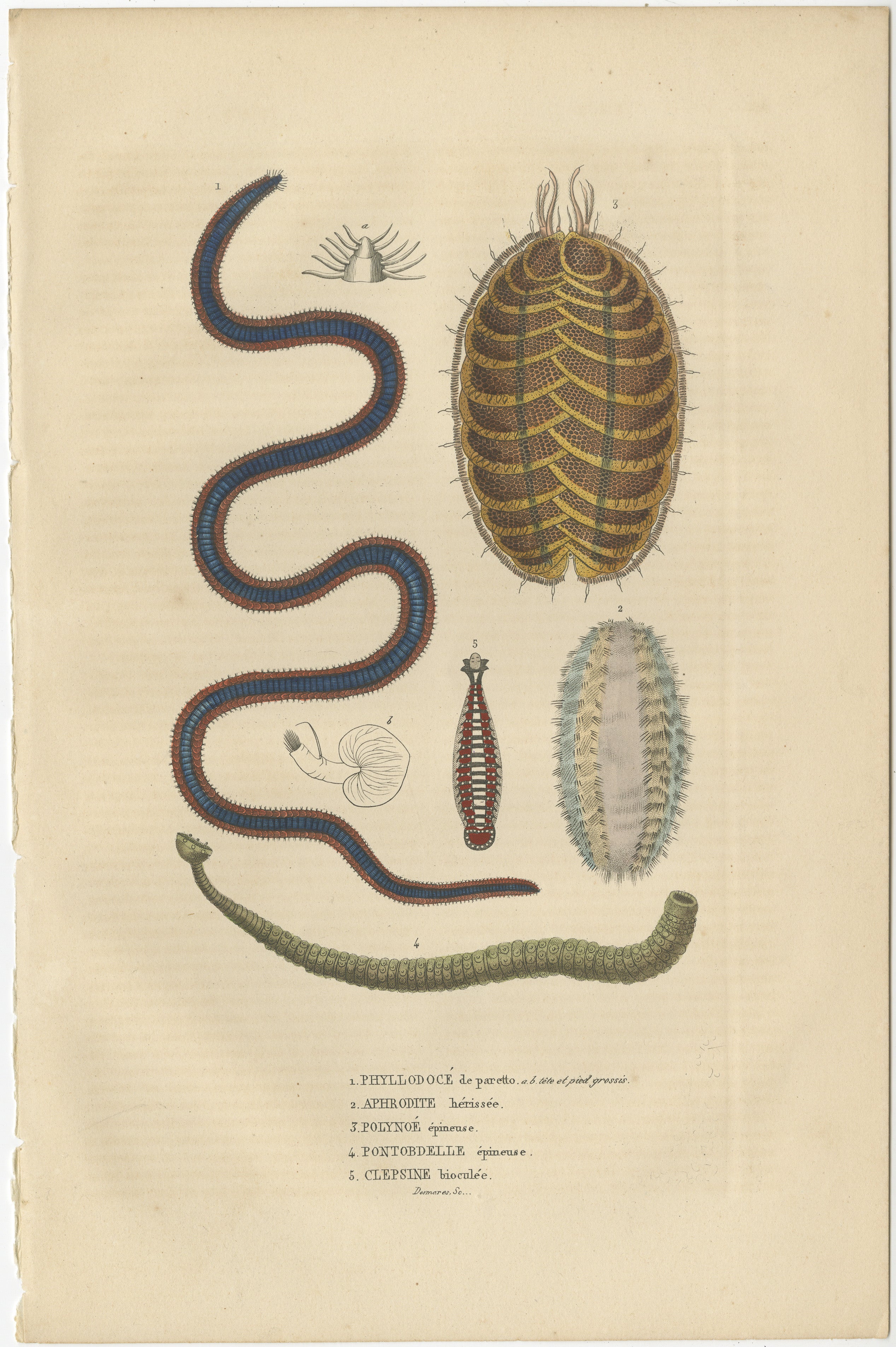 Dieser antike Originalstich zeigt eine Vielzahl von wirbellosen Meerestieren:

1. **Phyllococte de part et d'autre épineux** - Dies könnte sich auf eine Art von Meereswurm oder möglicherweise eine Seegurke mit abstehenden Stacheln zur Verteidigung