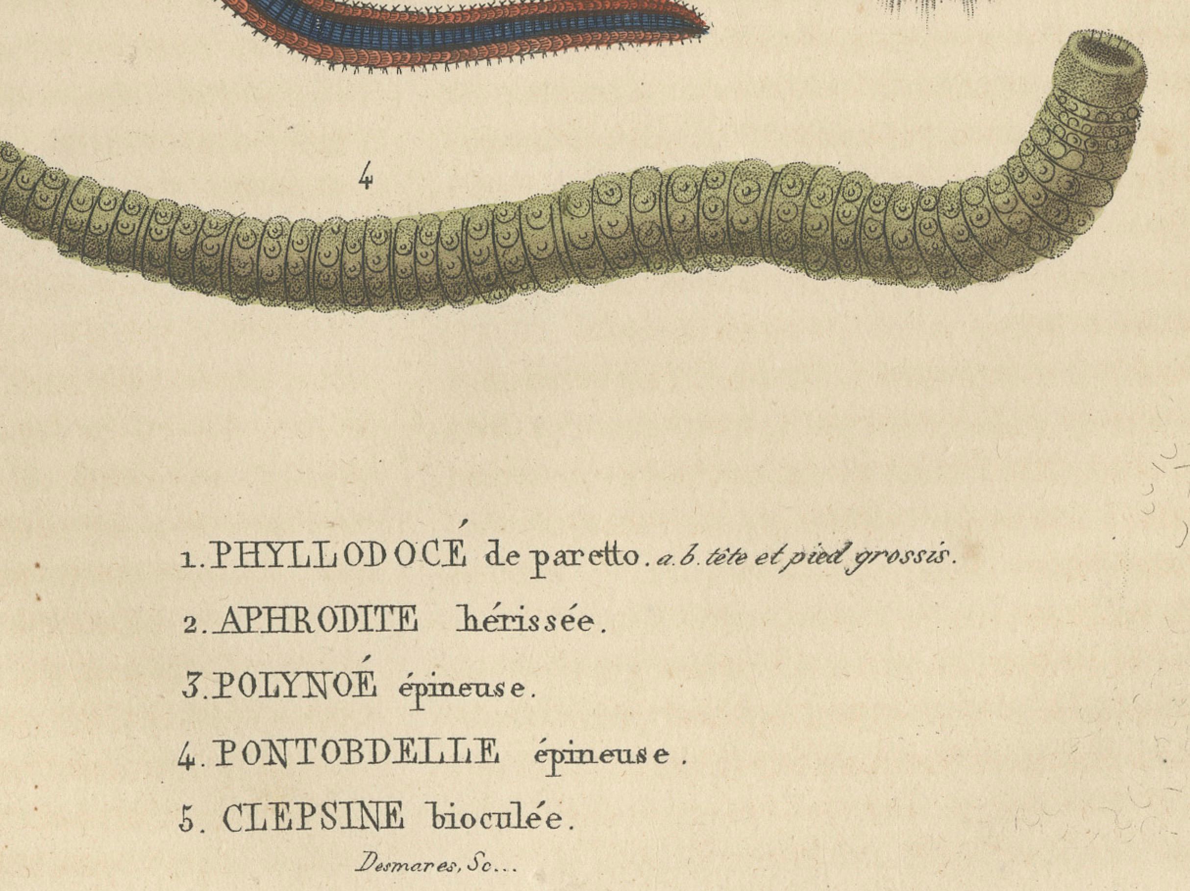 Engraved Varieties of Marine Invertebrates: Spined Worms and Bicolored Leech, 1845 For Sale
