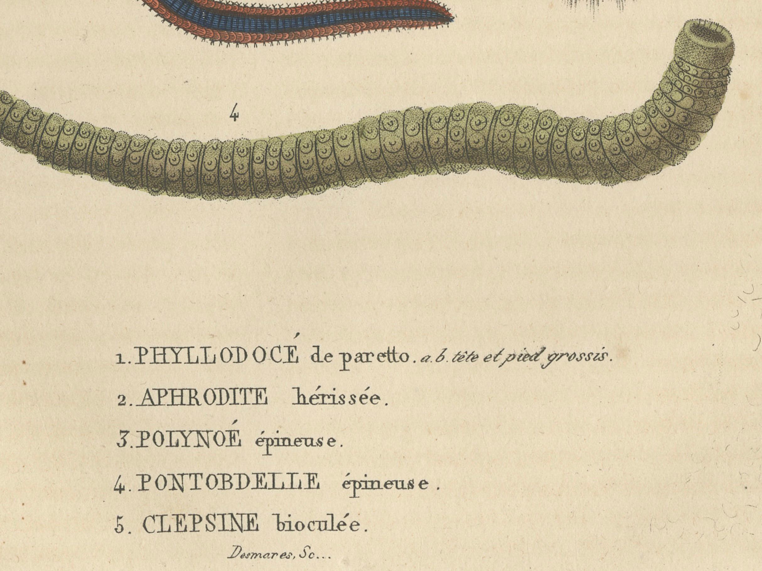 Varieties of Marine Invertebrates: Spinierte Worms und Bicolored Leech, 1845 (Graviert) im Angebot