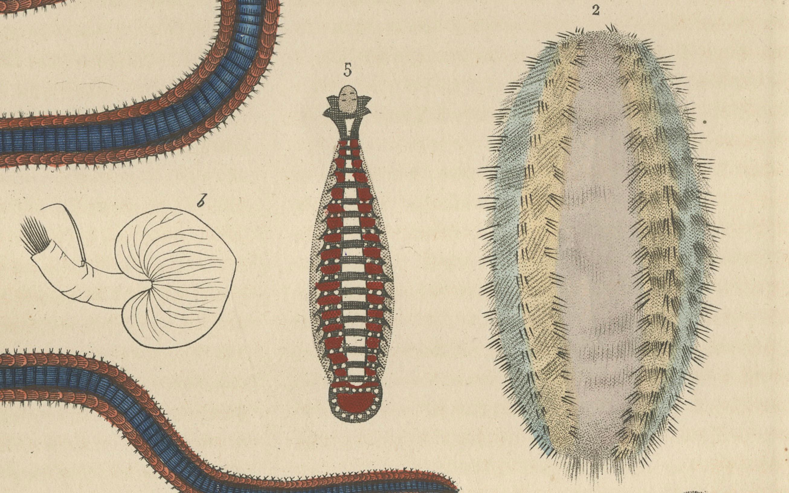 Varieties of Marine Invertebrates: Spined Worms and Bicolored Leech, 1845 In Good Condition For Sale In Langweer, NL