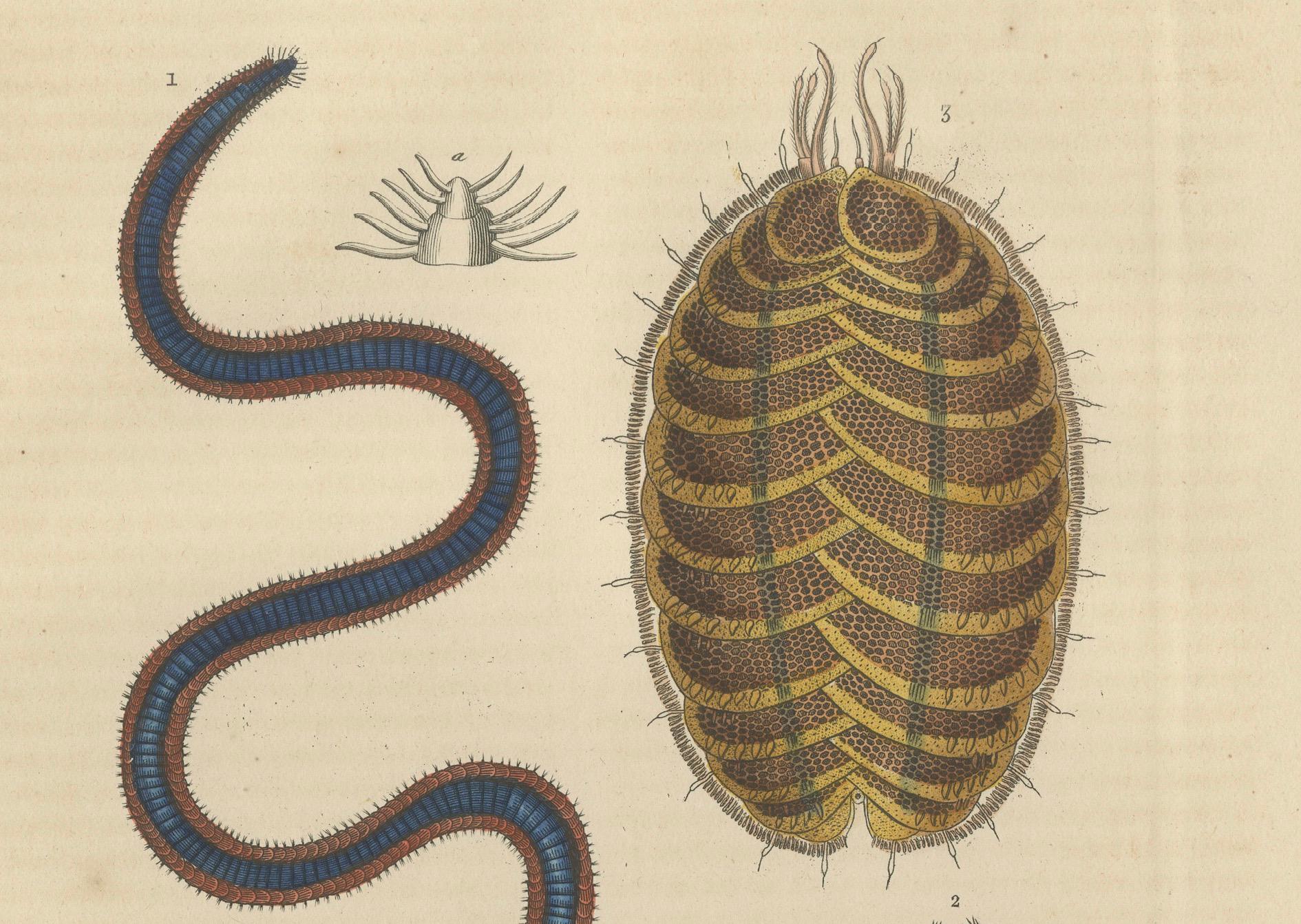 Mid-19th Century Varieties of Marine Invertebrates: Spined Worms and Bicolored Leech, 1845 For Sale