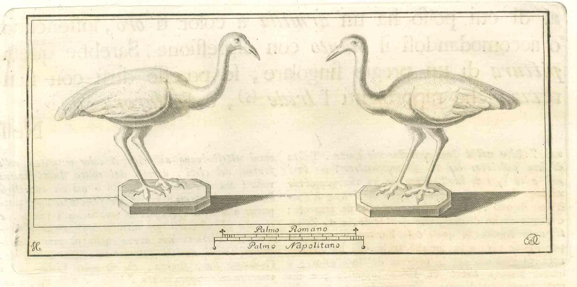 Figurative Print Various Authors - Oiseaux Fresque - Gravure - 18e siècle