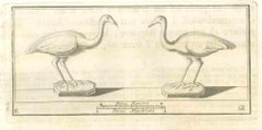 Oiseaux Fresque - Gravure - 18e siècle